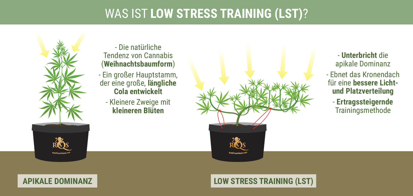 Was Is Low Stress Training?