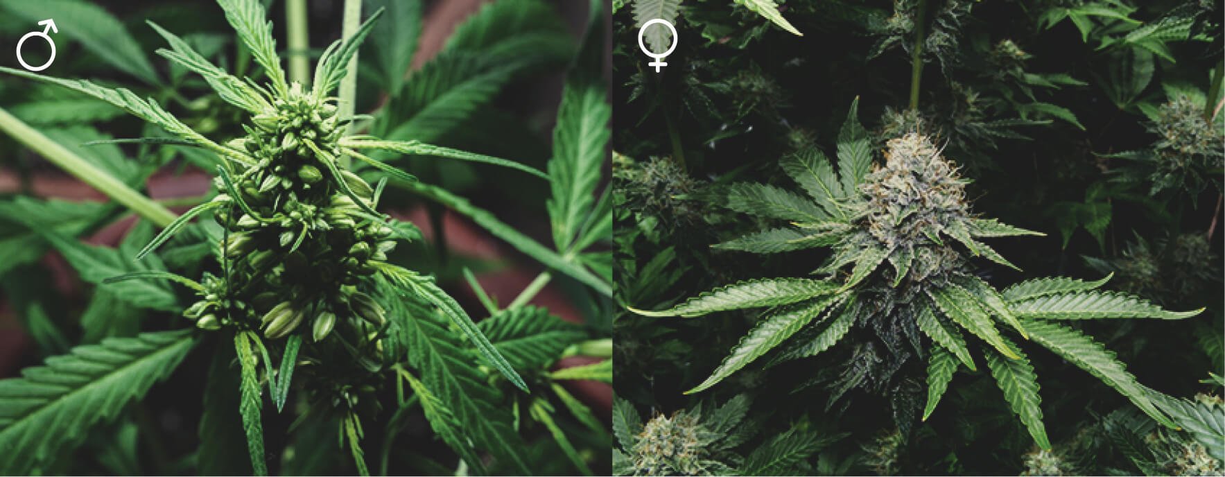 Sind alle Cannabispflanzen gleich?