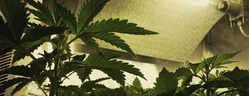 Einen Cannabis-Growraum bauen