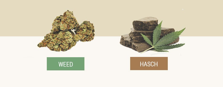 Hasch vs. Weed