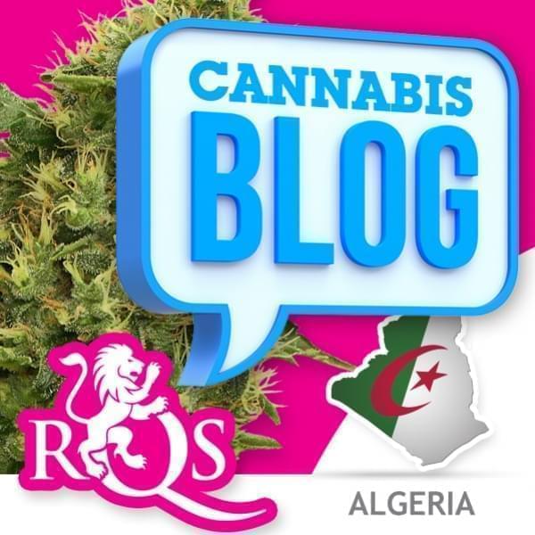 Cannabis in Algerien