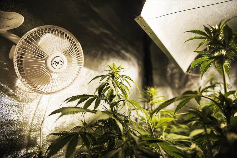 Cannabisanbau und Energieverbrauch: Fachkundige Strategien