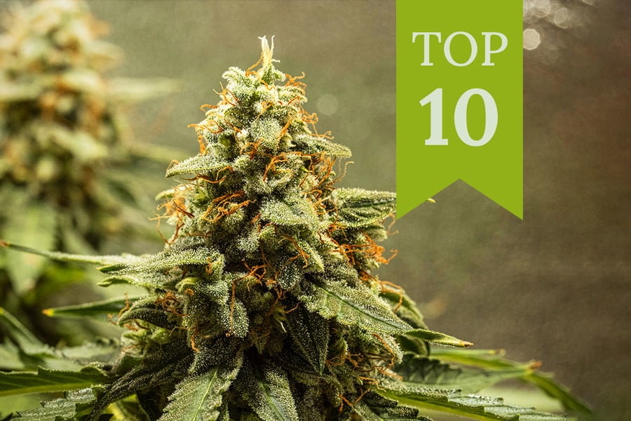 Top 10 autoflowering Weed-Sorten