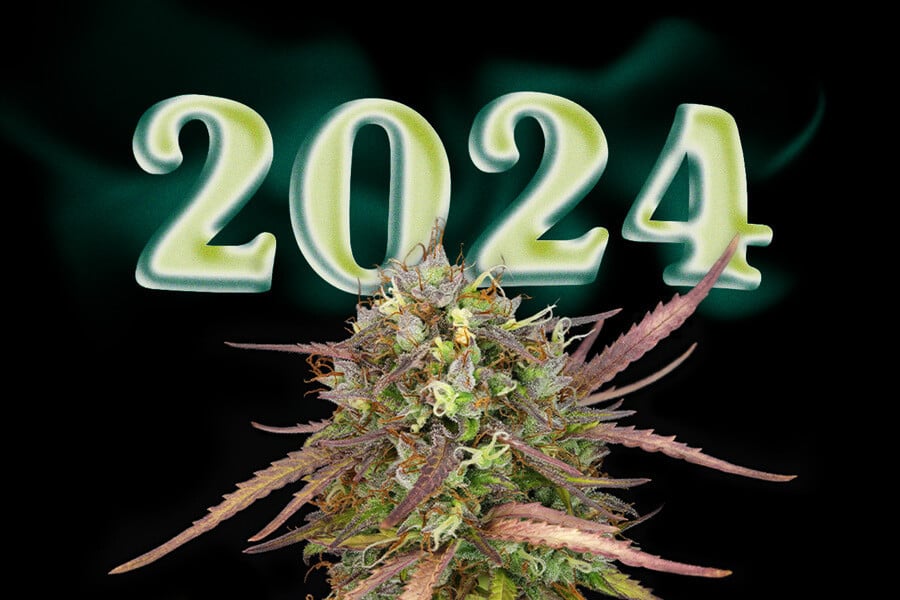 Die 10 besten neuen Cannabissorten 2024