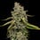 Amnesia Haze