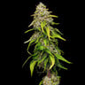Amnesia Haze