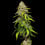 Amnesia Haze