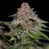 Blue Mystic