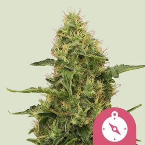 Wie man feminisierte Cannabis Samen macht - WeedSeedShop