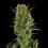 Royal Critical Auto