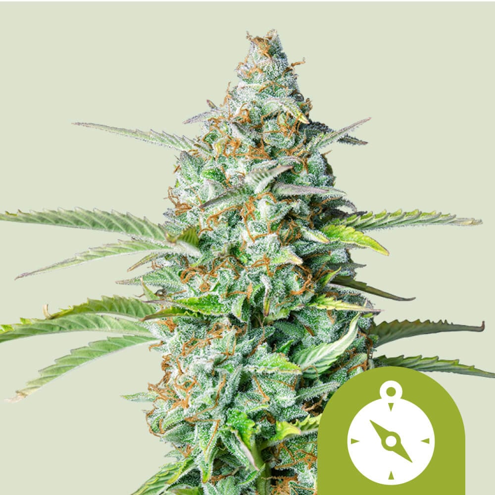 Northern Light Auto 1 St. Royal Queen Seeds
