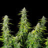 Northern Light Auto