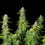 Northern Light Auto