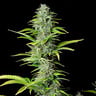 Northern Light Auto