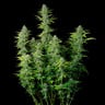 Northern Light Auto