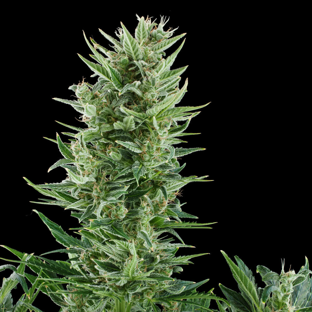 Https Www Royalqueenseeds De 1 00 2020 02 29 Daily Https Www