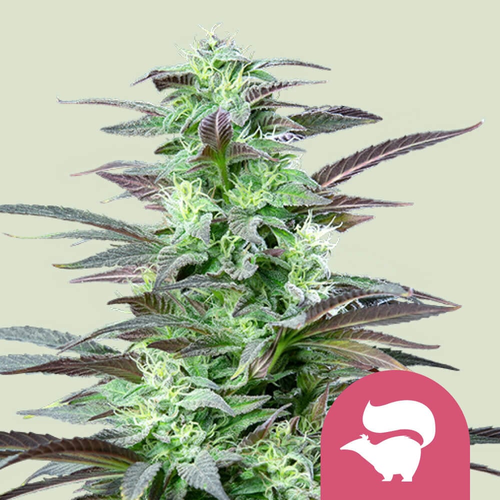 Skunk XL 1 St. Royal Queen Seeds