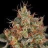 Critical