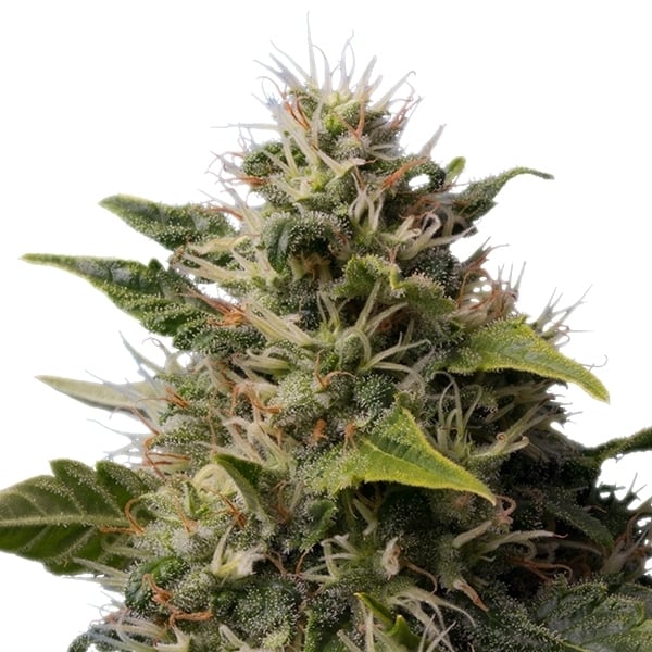 Compra Royal Moby feminisierte Hanfsamen Royal Moby feminisierte Hanfsamen