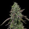 Special Kush 1