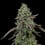 Special Kush 1