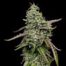 Special Kush 1