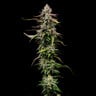 Special Kush 1