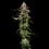 Special Kush 1