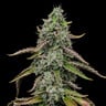 Special Kush 1