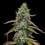 Special Kush 1
