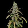 Special Kush 1