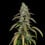 Special Kush 1