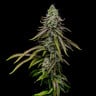 Special Kush 1