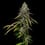 Special Kush 1