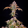 Royal Cheese (Fast Flowering)