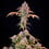 Royal Cheese (Fast Flowering)