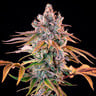 Royal Cheese (Fast Flowering)