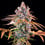 Royal Cheese (Fast Flowering)