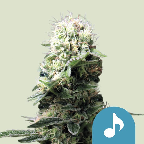 Dance World – Dancehall Strain Cannabissamen - Royal Queen Seeds