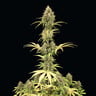 Amnesia Haze Auto