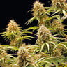 Amnesia Haze Auto