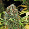 Amnesia Haze Auto