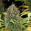 Amnesia Haze Auto