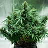 Royal Jack Auto