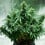 Royal Jack Auto