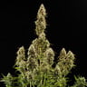 Royal Jack Auto