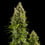 Royal Jack Auto