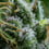 Diesel Auto