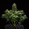 Sweet Skunk Auto