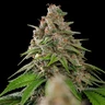Bubblegum XL